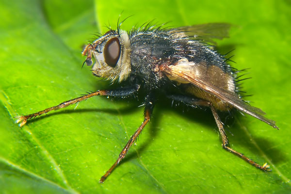 3523-dip-tachinidae-tachina-fera-michelsberg-200504.jpg