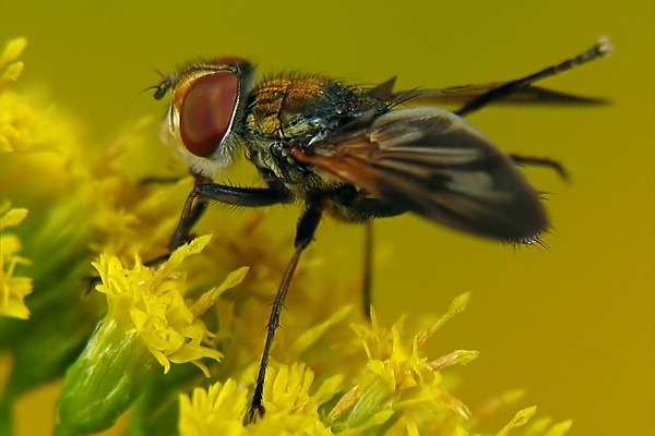 3703-3711-dip-tachinidae-ectophasia-crassipennis-hemmerich-010906.jpg