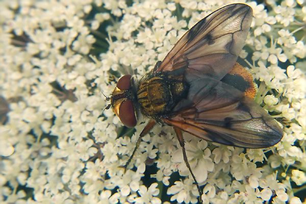 6777-dip-tachinidae-ectophasia-crassipennis-buschhoven-300903.jpg