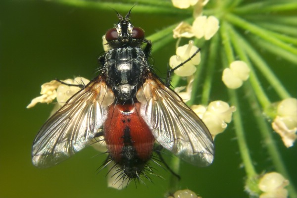 8334-8332-dip-tachinidae-eriothrix-rufomaculatus-kalksteinerbachtal-030804.jpg