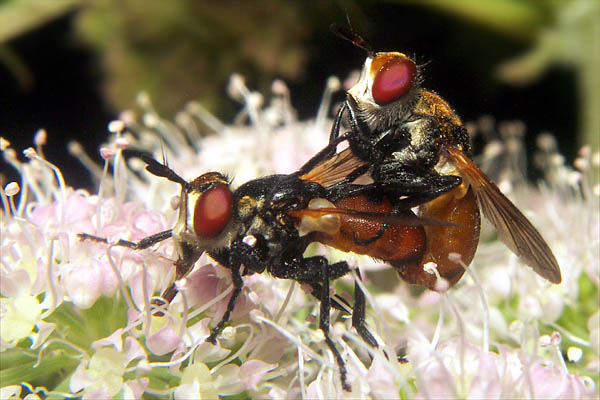 9697-dip-tachinidae-gymnosoma-rotundatum-paar-martawald-080804.jpg