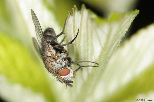 Tachinidae: Actia crassicornis (female) (1)