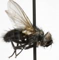 Click to view bactromyia_aurulenta_jf06-3558_t1.jpg