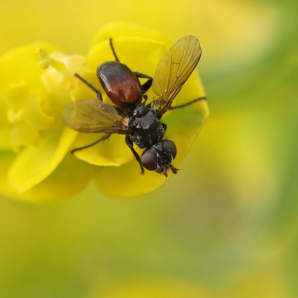 besseria_sp_gyh1752.jpg