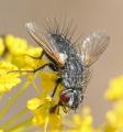 Click to view brachymera_rugosa_02_di_t1.jpg