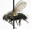 Click to view campylocheta_inepta_jf06-3068_t1.jpg