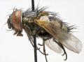Click to view carcelia_bombylans_jf12-2529_t1.jpg