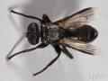 Click to view catharosia_pygmaea_1_t1.jpg