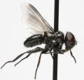 Click to view catharosia_pygmaea_jf10-0492_t1.jpg