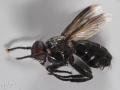 Click to view catharosia_pygmaea_t1.jpg