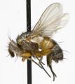 Click to view ceranthia_lichtwardtiana_jf06-3160_t1.jpg