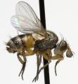 Click to view ceranthia_lichtwardtiana_jf09-3017_t1.jpg