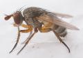 Click to view ceranthia_lichtwardtiana_t1.jpg