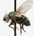 Click to view ceranthia_tenuipalpis_jf09-1190_t1.jpg