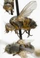 Click to view ceranthia_tristella_jf09-444_t1.jpg