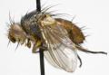 Click to view ceromya_bicolor_f_jf08-1314_t1.jpg
