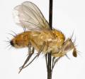 Click to view ceromya_silacea_jf06-0600_t1.jpg