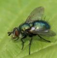 Click to view chrysosomopsis_t1.jpg
