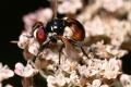Click to view cistogaster2_t1.jpg