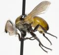 Click to view cistogaster_globosa_m_jf08-0898_t1.jpg