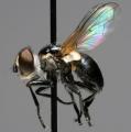 Click to view cistogaster_globosa_t1.jpg