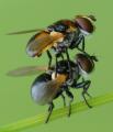 Click to view cistogaster_globosa_t1_1.jpg
