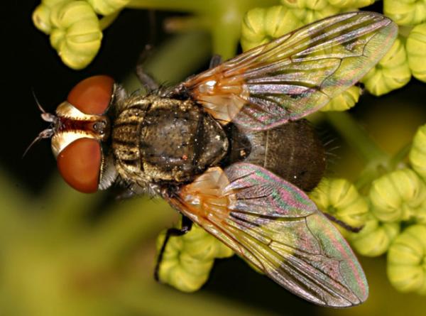 clytiomyia-2005-06-07-5492_1.jpg