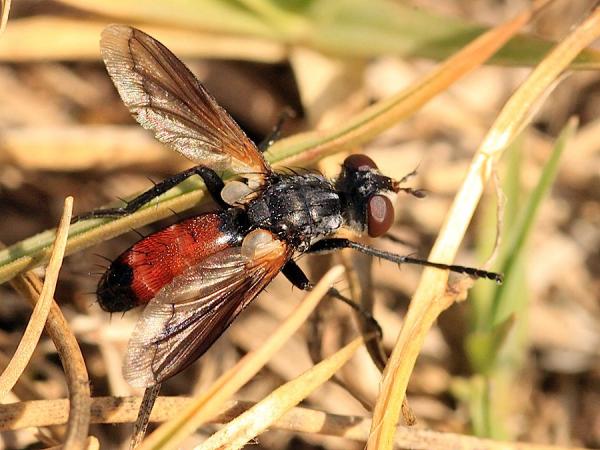 cylindromyiascapularisdorsal.jpg