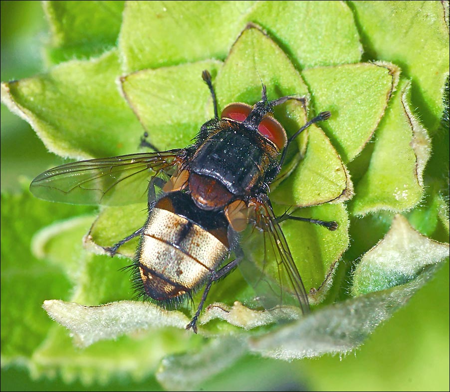 Tachinidae: Winthemia speciosa (male) (1)
