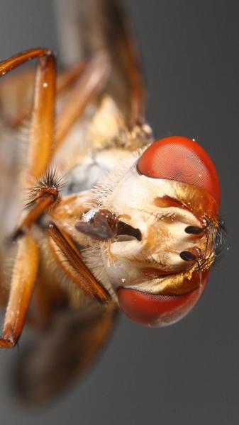 ectophasialeucoptera2.jpg