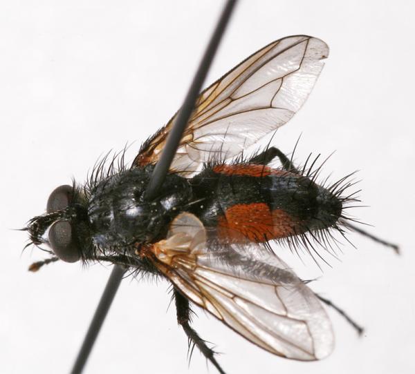 eriothrixrufomaculata2.jpg