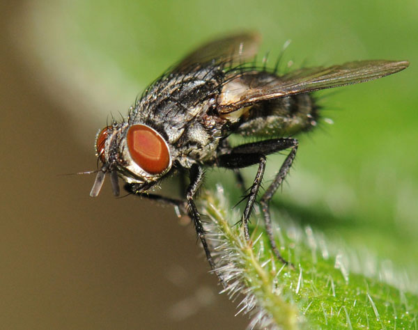 eumea_linearicornis_female_20090912_spa.jpg