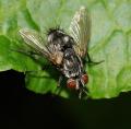 eumea_linearicornis_female_20090912_spa__t1.jpg