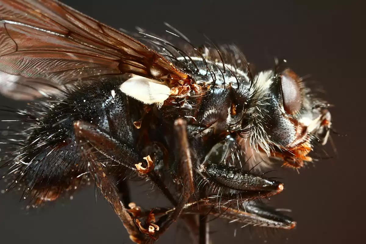 Tachinidae: Panzeria nemorum (1)