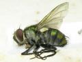 Click to view fg-taxon-74-002_t1.jpg