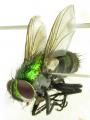 Click to view fg-taxon-74-007_t1.jpg