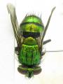 Click to view fg-taxon-74-012_t1.jpg