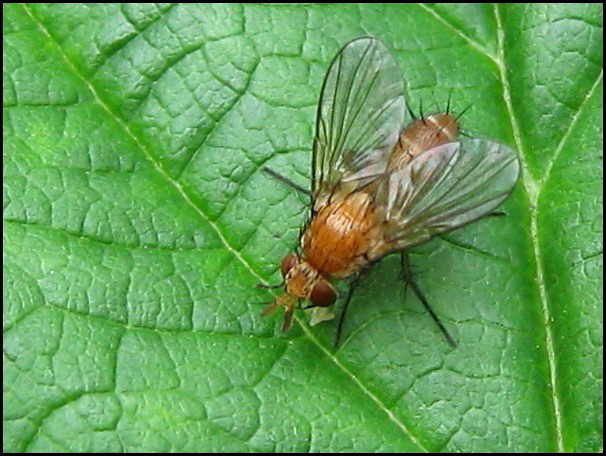 Tachinidae: Ceromya silacea (4)