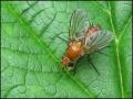 Click to view fly10-7-12b_t1.jpg