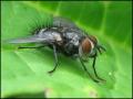 fly6-5-14_t1.jpg