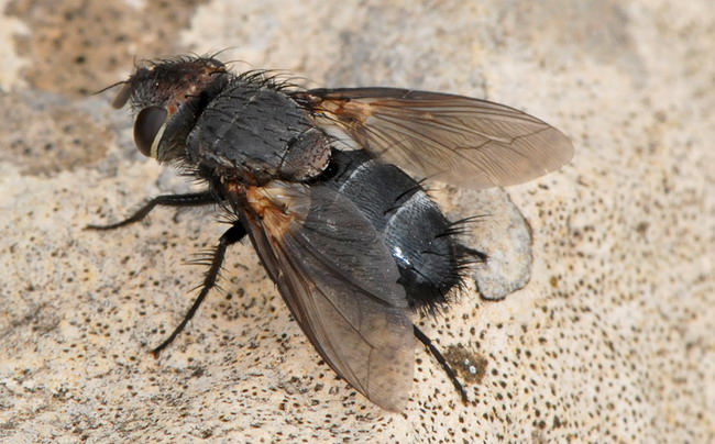 Tachinidae: Gonia atra (1)