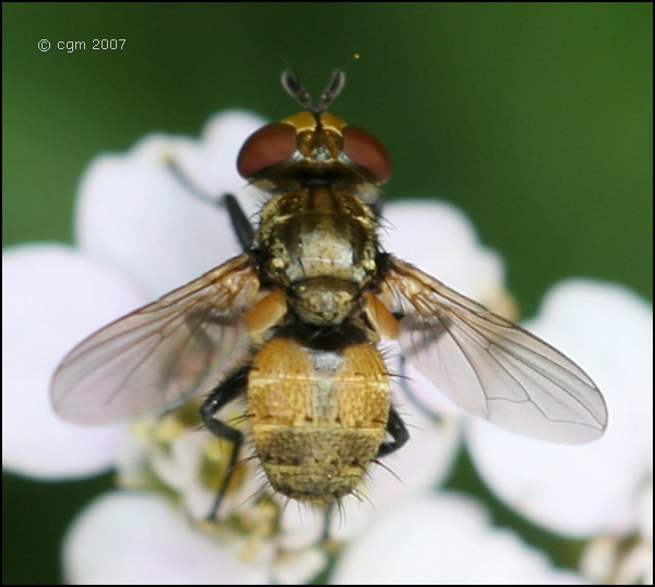 heliozeta_pellucens_20070818_gryta_2.jpg