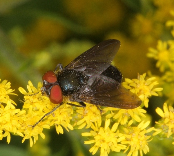 Tachinidae: Phasia hemiptera var. obscura (male) (1)