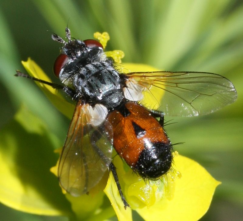 Tachinidae: Besseria lateritia (female) (1)