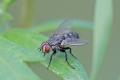 Click to view img_6560d_t1.jpg