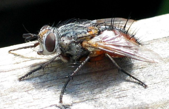 linnaemyia_vulpina_malchamps_belgium02092003.jpg