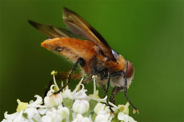 phasia-hemiptera-male-3.jpg