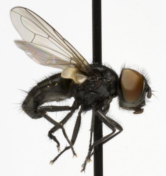 phasia_barbifrons_jf09-3748.jpg