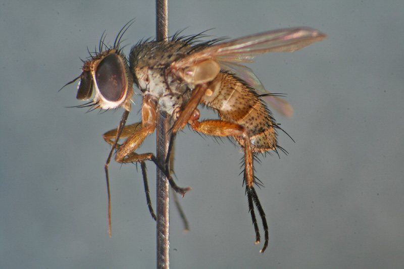 Tachinidae: Siphona pauciseta (1)