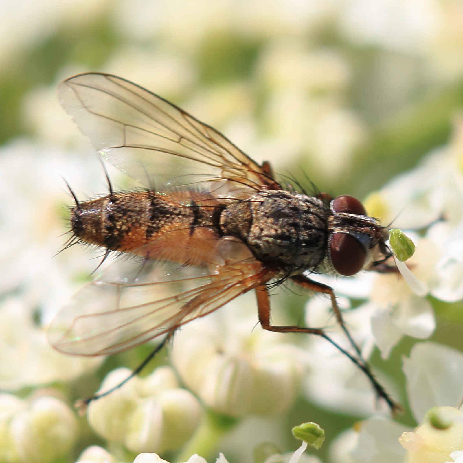 Tachinidae: Solieria fenestrata (male) (3)